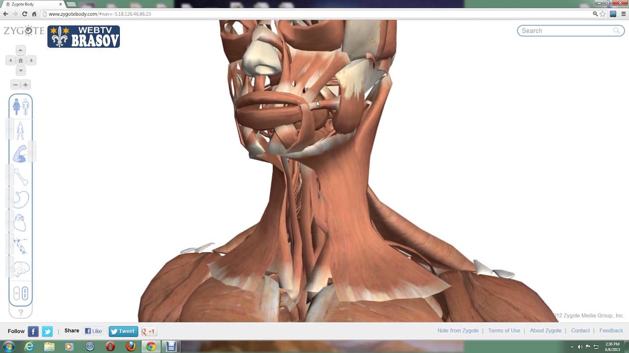 Exploreaza anatomia corpului uman in 3D