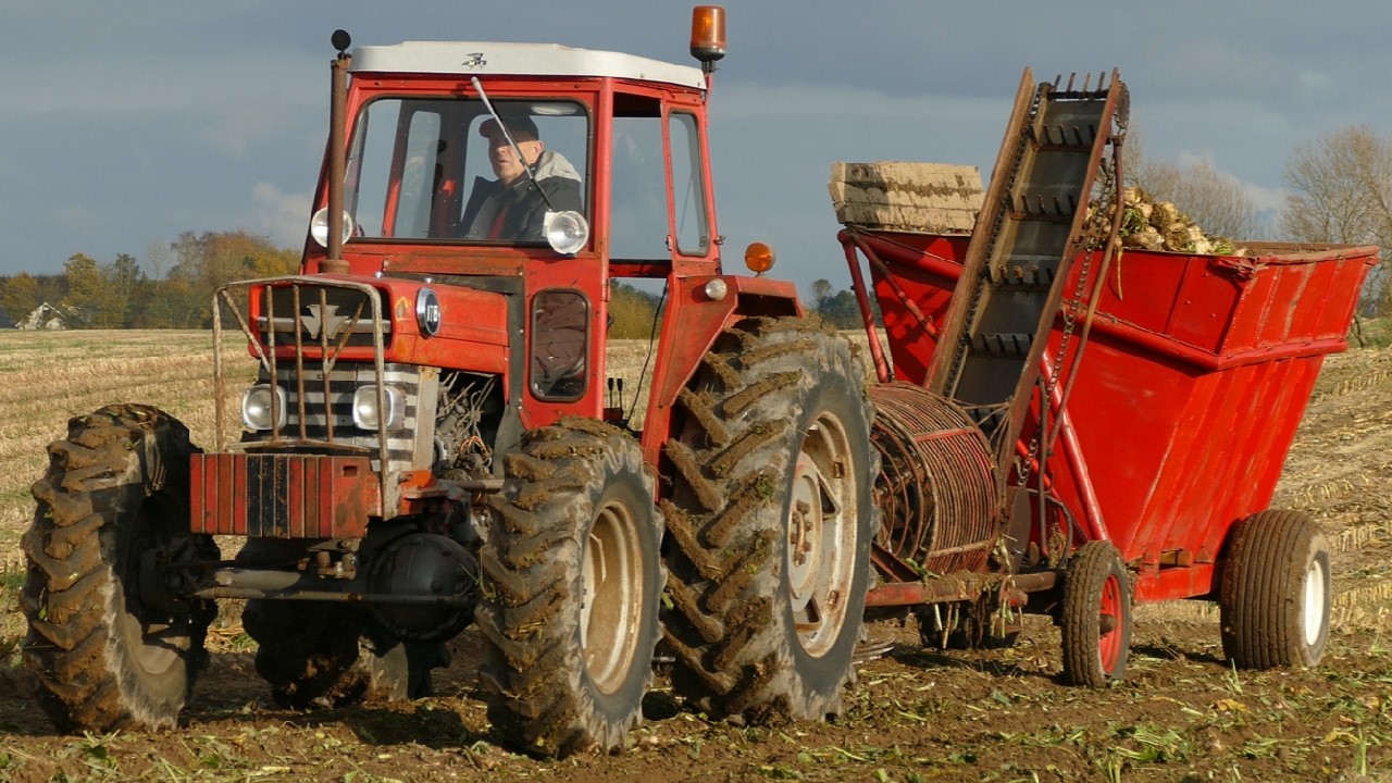 Massey Ferguson 178 4WD Sugarbeet Harvest in Denmark