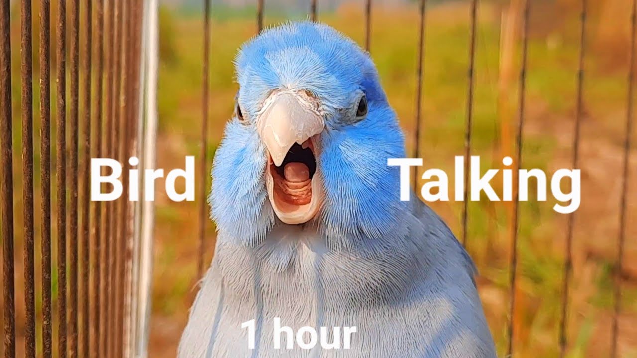 morning bird song Forpus parrot bird talking and singing 1 hour , bird sound , parrot sound