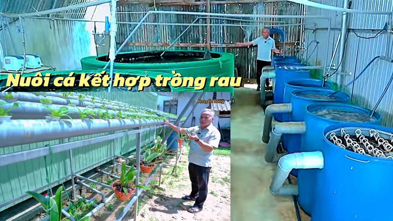 Nuôi cá chình kết hợp trồng rau thủy canh
