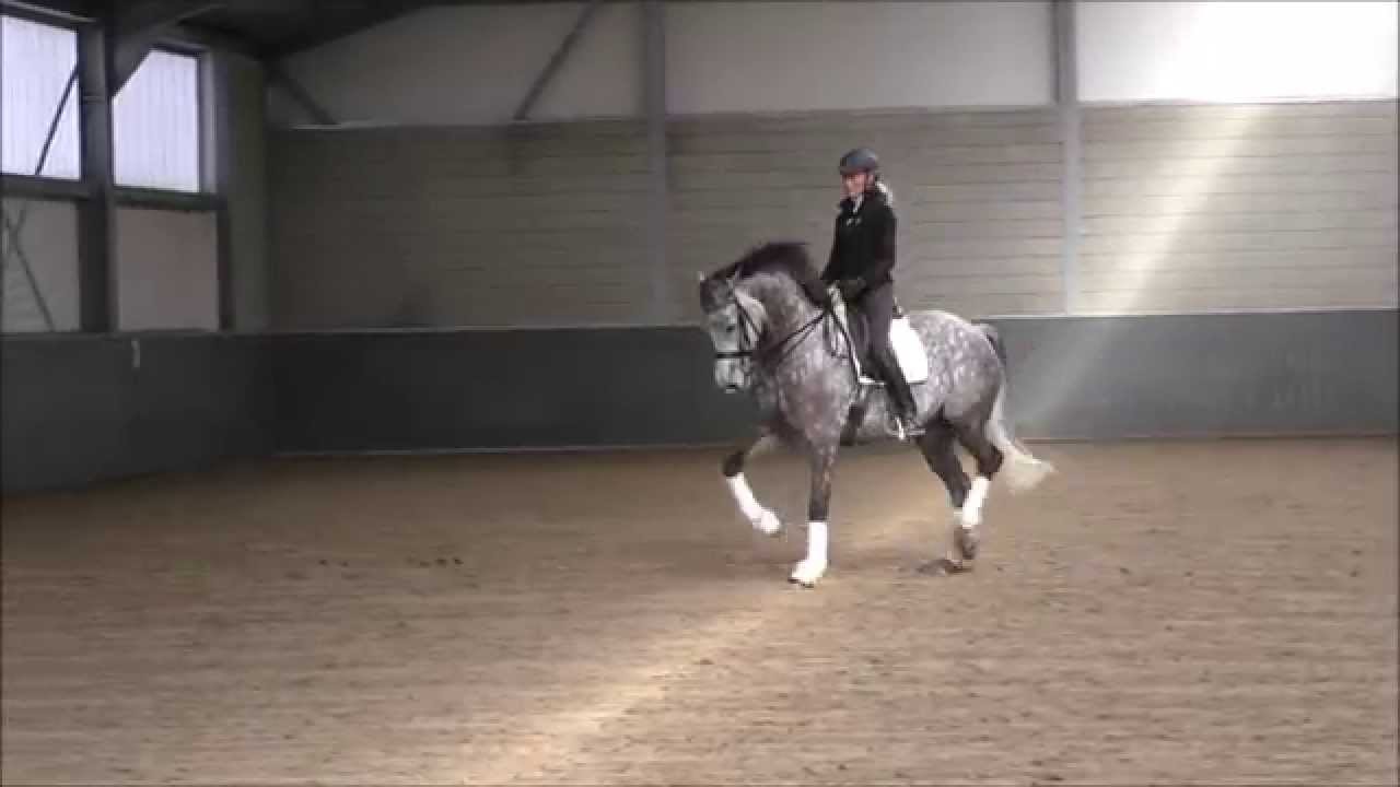 Tørveslettens Quatrro and Anna Blomgren @ Anna Dressage