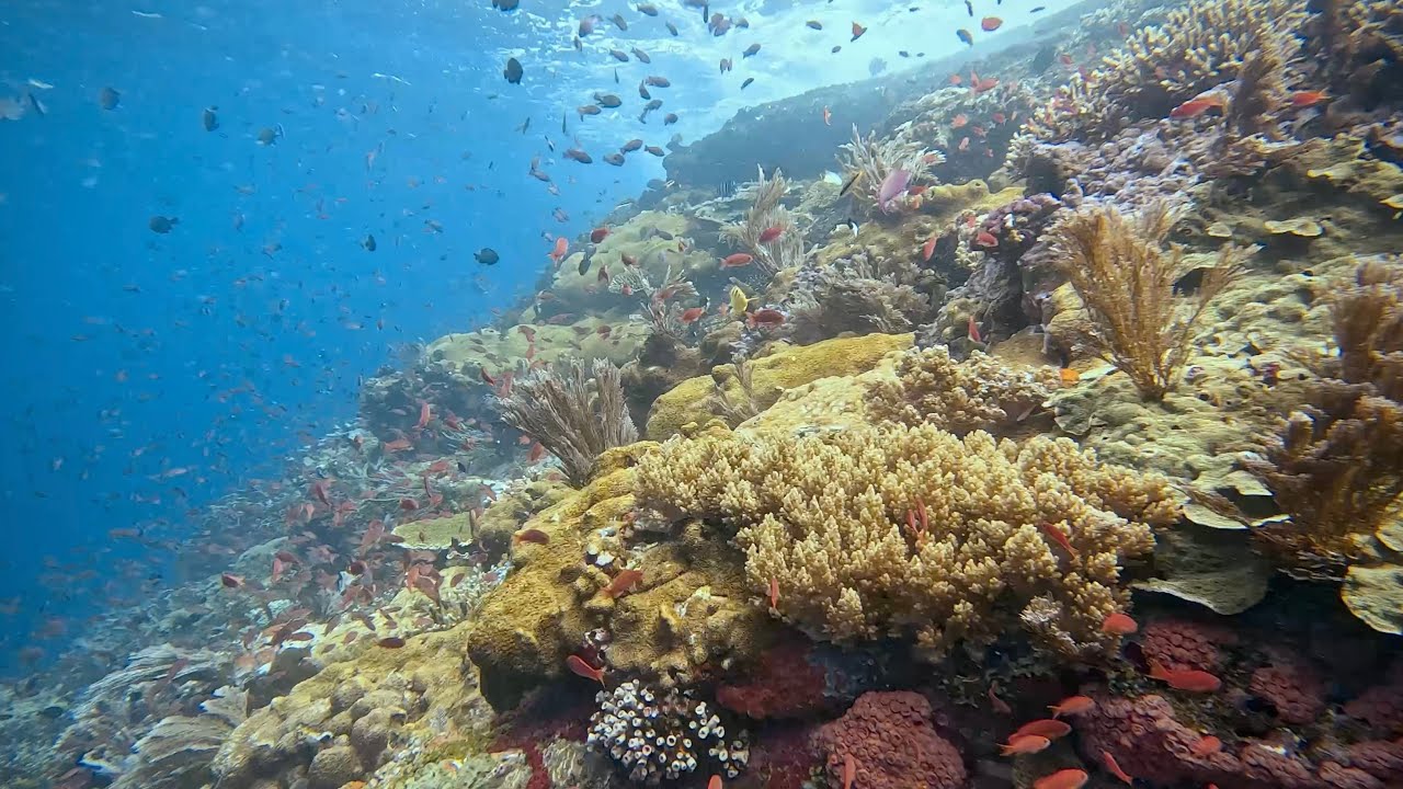 Komodo, Indonesia scuba diving - Komodo Resort at Sebayur Island