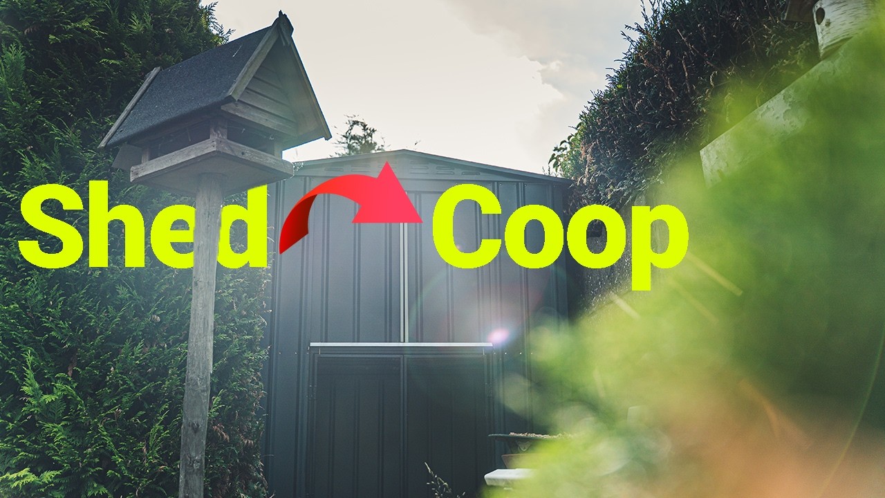 From Metal Shed to Cozy Coop: My DIY Chicken Coop Build