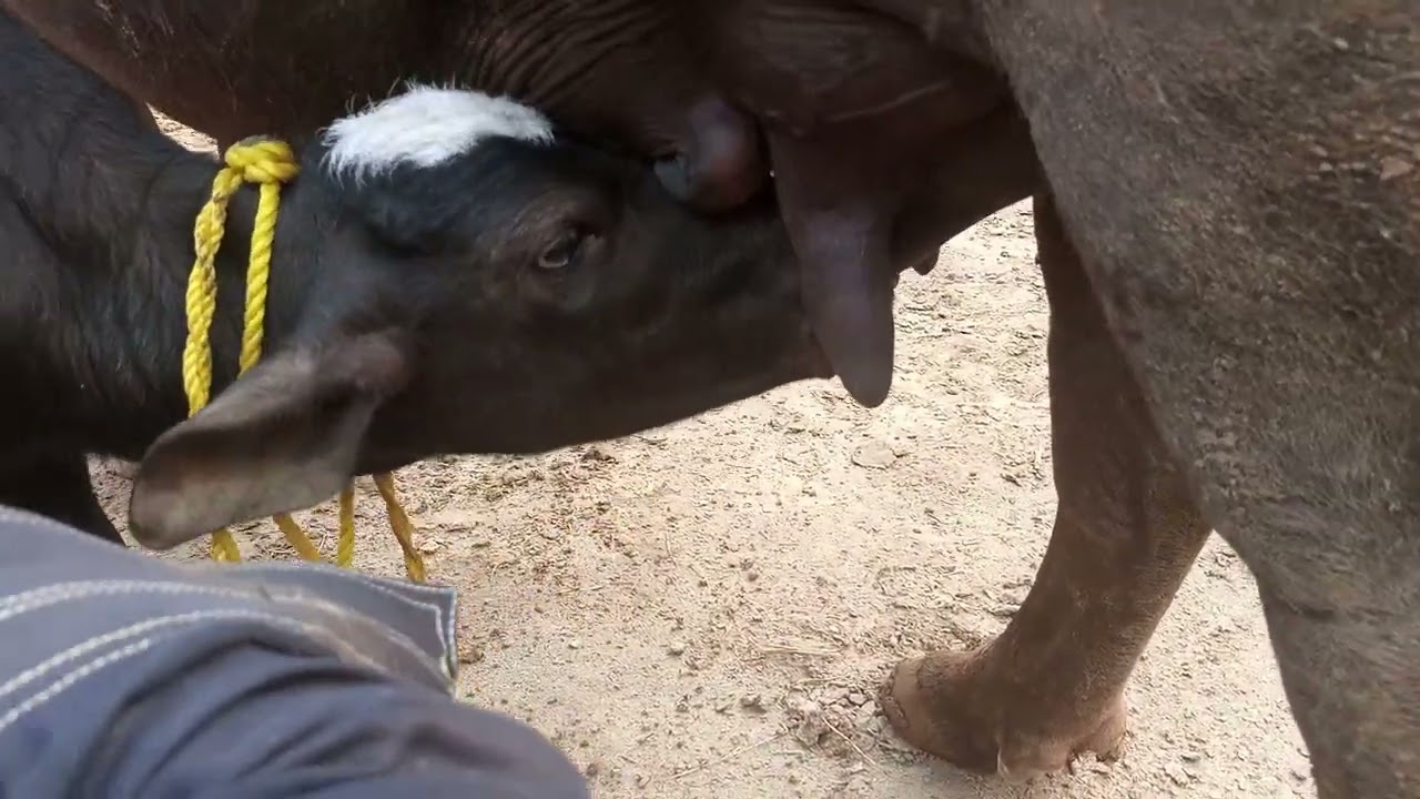 feeding milk to male buffalo