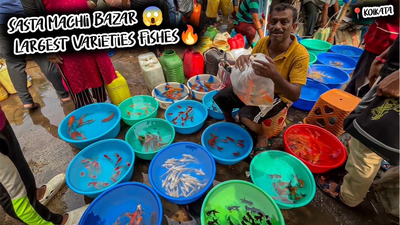 Fish Market | Galiff Street Fish Market Kolkata | Cheap Price | Recent Aquarium Fish Price Update