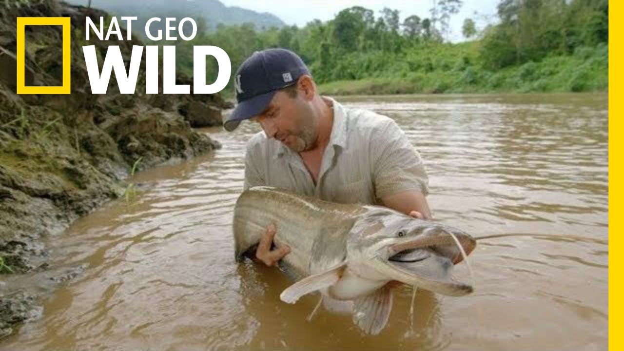 A Large Catfish Is a Good Sign | Monster Fish