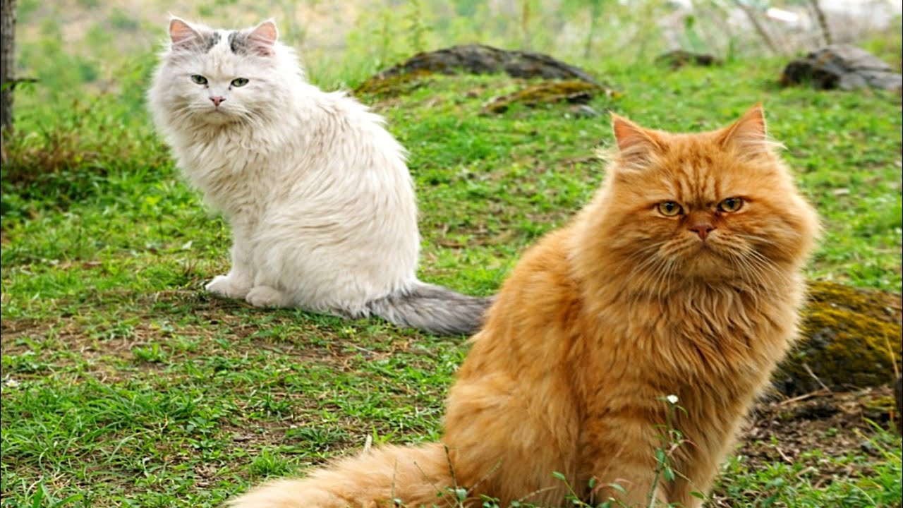 Peaceful Walk With Cat Family 🐾🌲 Beautiful cats 
