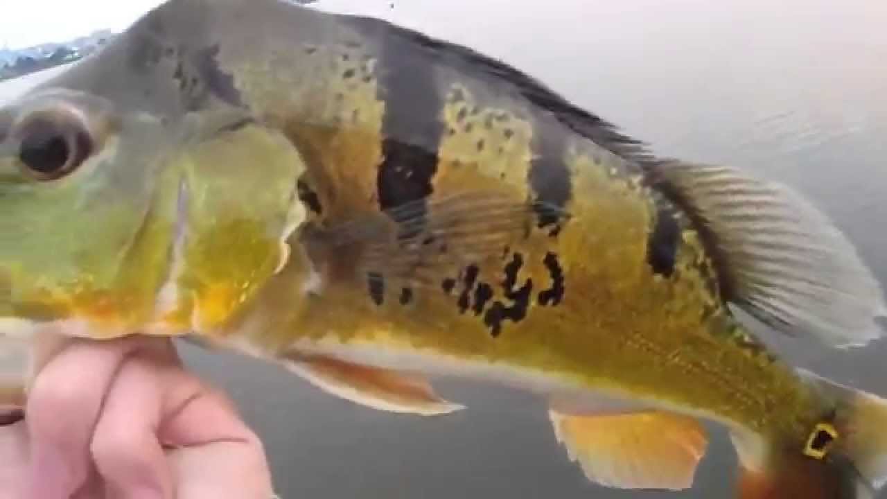 Singapore Peacock Bass Release Montage 2014