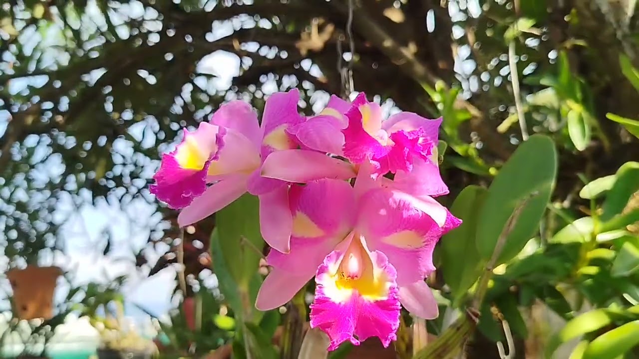 Um passeio pelas plantas.