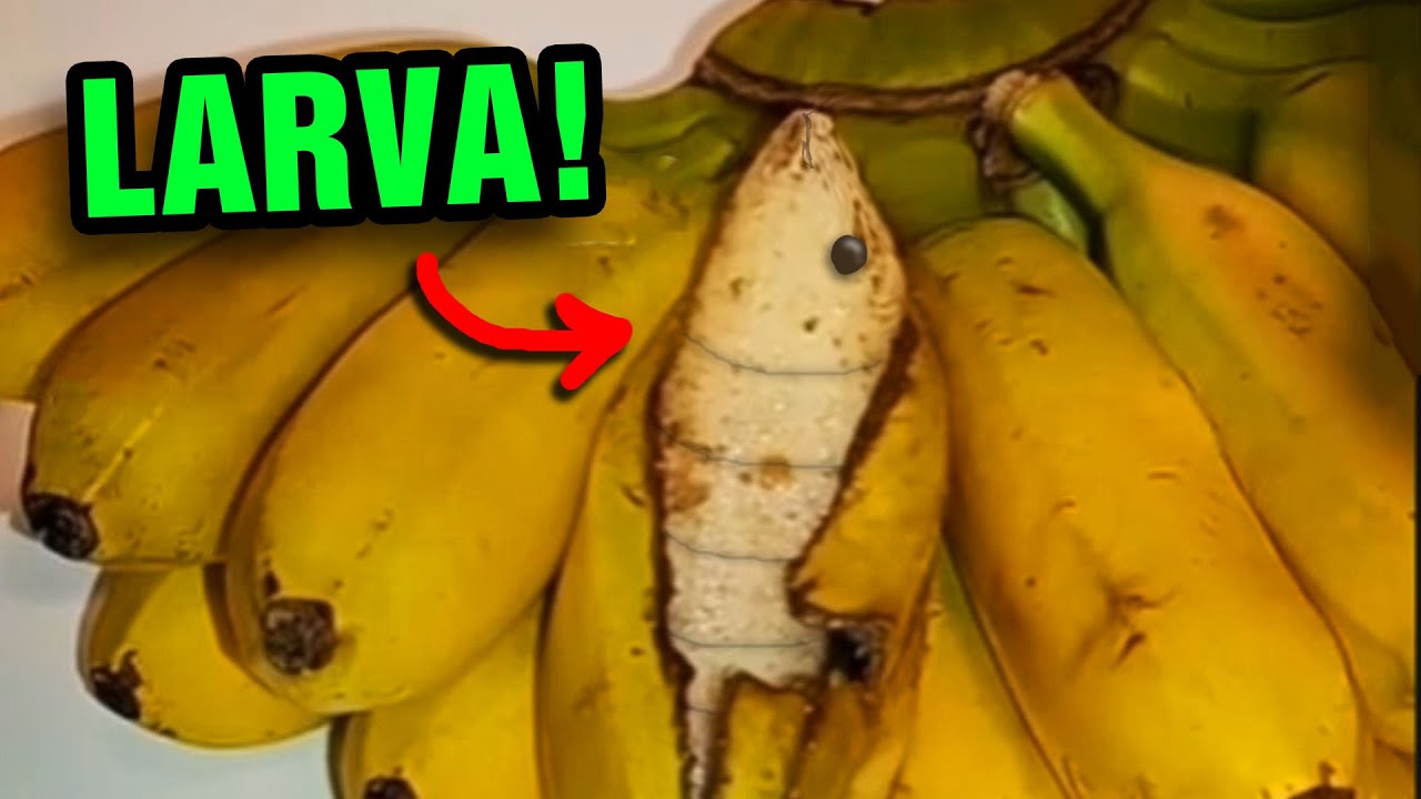 Não coma BANANA antes de ver esse vídeo...