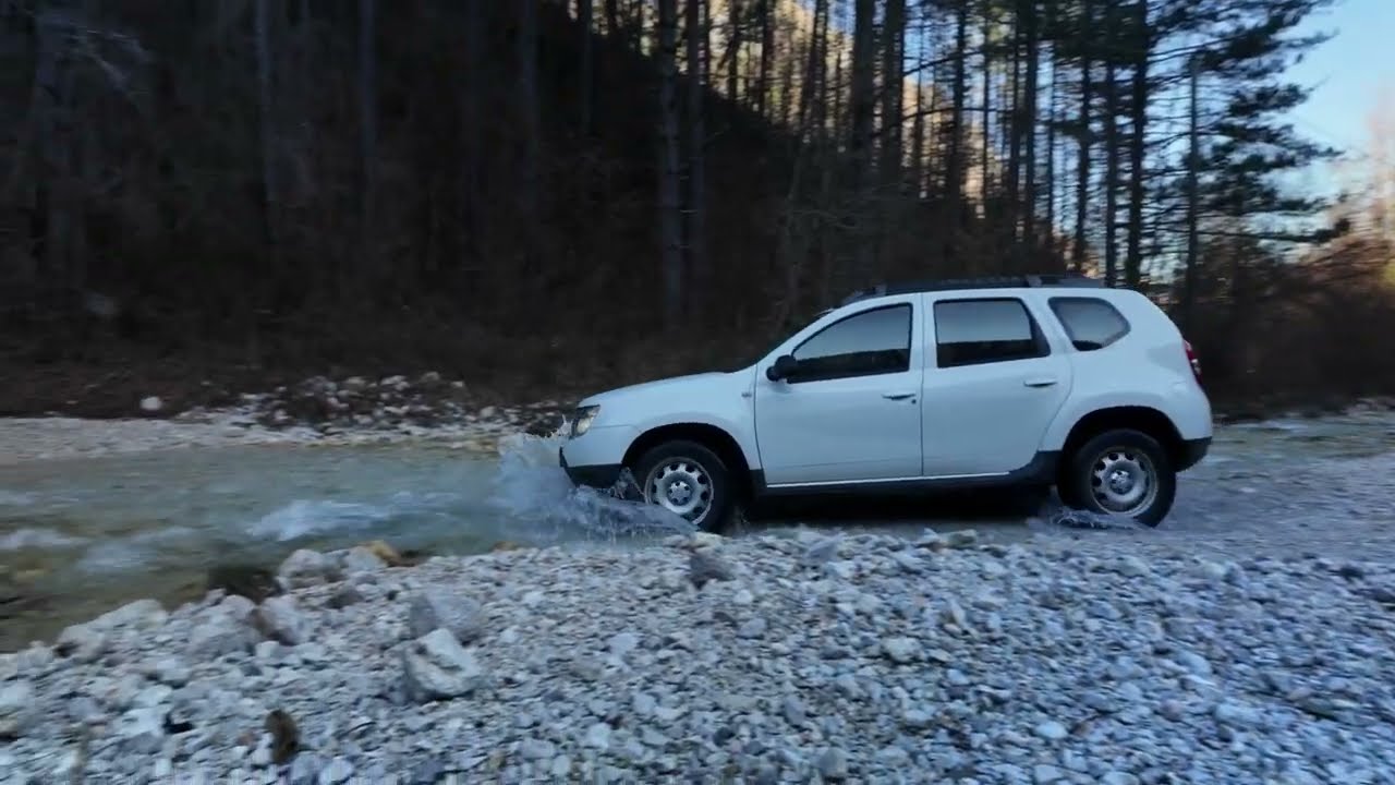 White-backed Woodpecker - Can i find it in this forest?