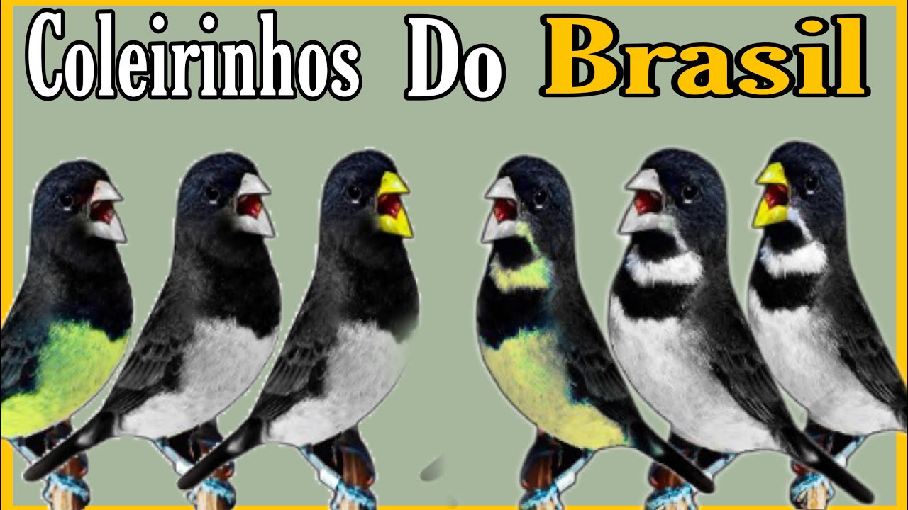 6 ESPÉCIES DO BRASIL DE COLEIRO PAPA-CAPIM
