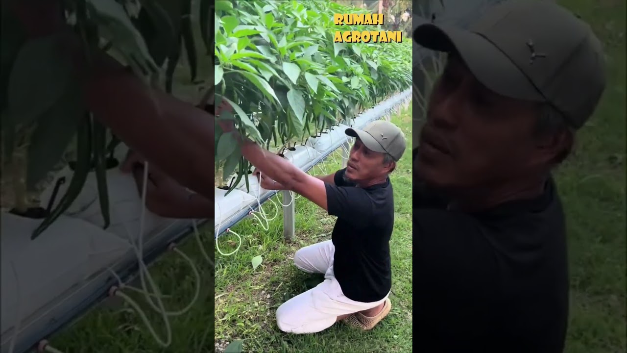 Begini Menanam Cabe Hidroponik di Lahan Terbuka