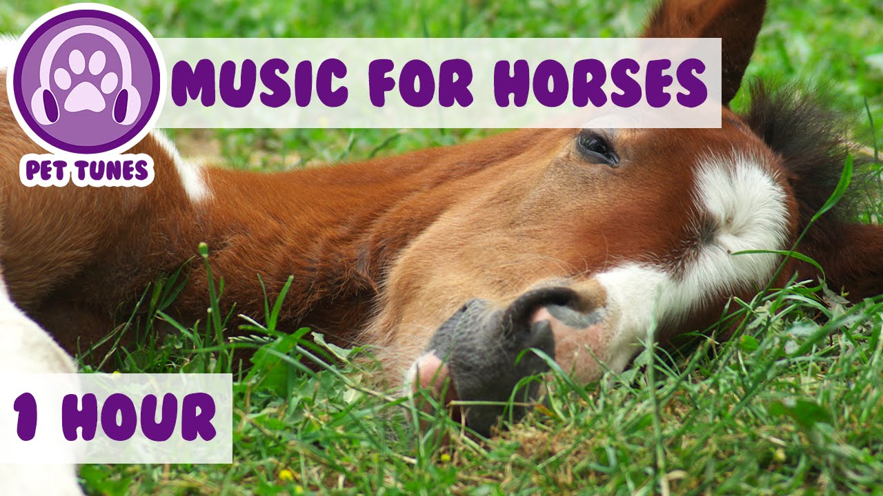 Music for Horses. Calming and relaxation music for horses!