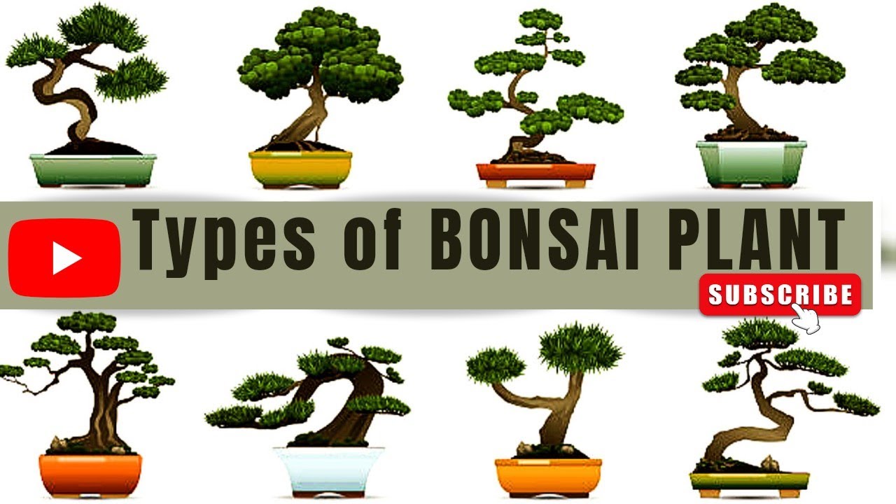 Types of Bonsai plants| कितने तरीके के बोनसाई#bonsai #bonsaitree#cactus#nature #garden#naturelovers