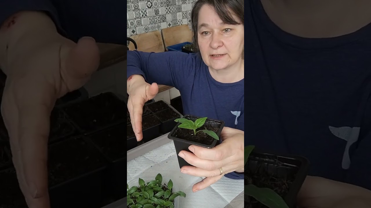 Kdy poprvé přesazuji papriky a na co si přesazení dávat pozor 😉🌱