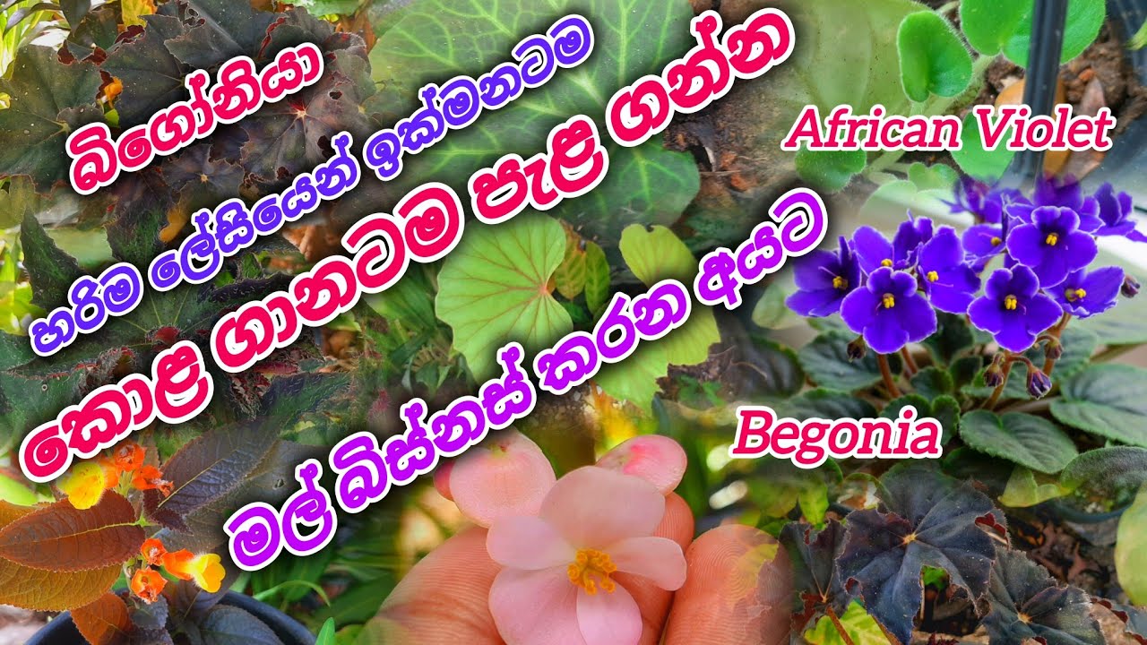 පහසුවෙන් ලේසියෙන් කොළ ගානට බිගෝනියා පැළ 🍃🌱🌼 african violet Begonia #trending #gardenflowers #plants