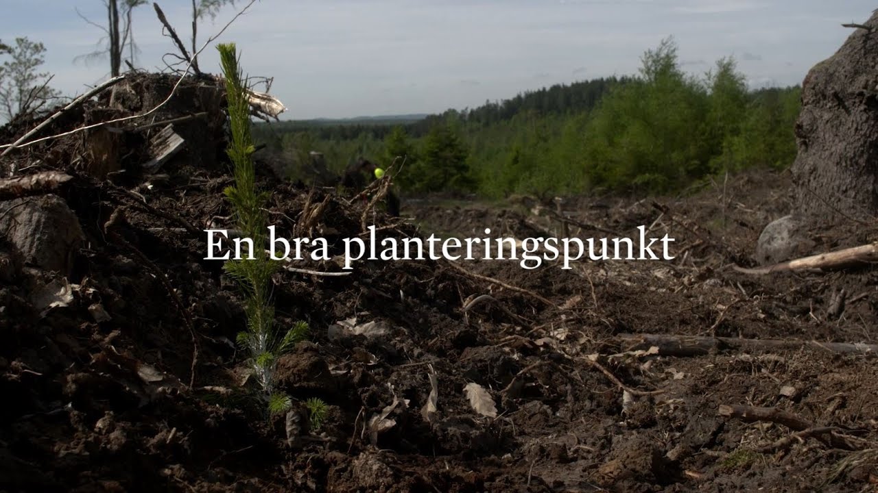 En bra planteringspunkt