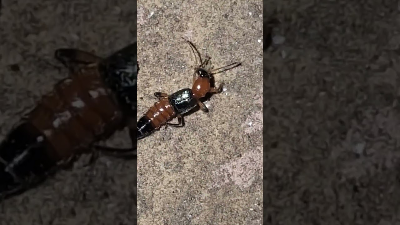 The rove beetle   (Staphylinidae)  causes skin condition paederus dermatitis  