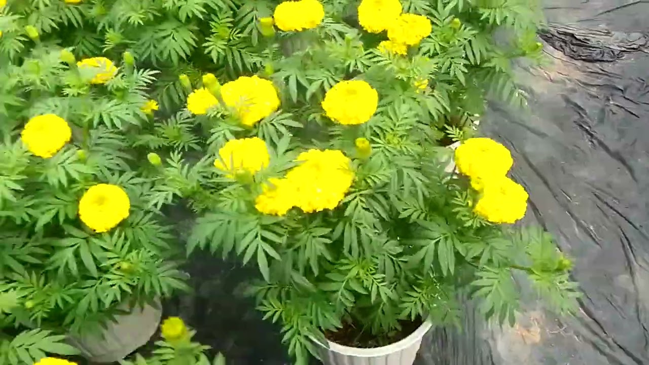 vạn Thọ 26 tháng 12 âm lịch. Tết 2025