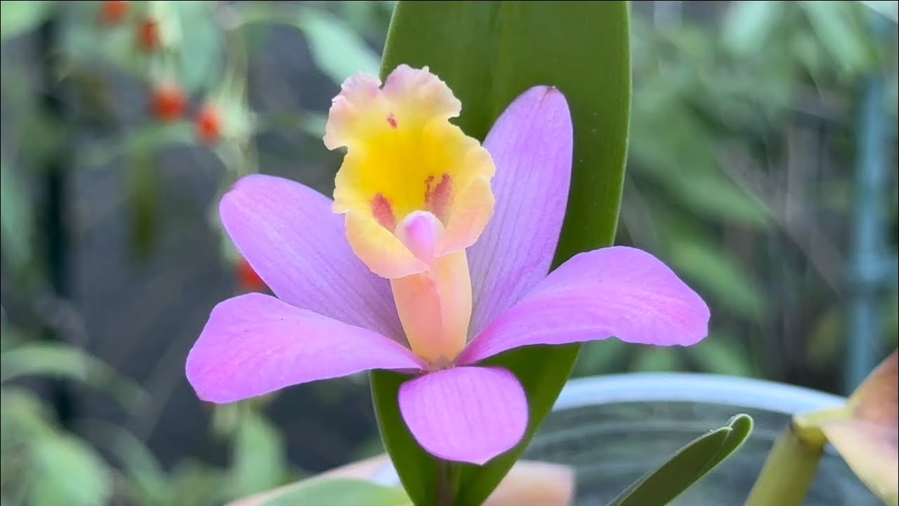 September 14, 2023开了一朵小可爱，被晒伤的卡特兰开花啦Cattleya Crystelle Smith 'Nathan's Reward' HCC/AOS