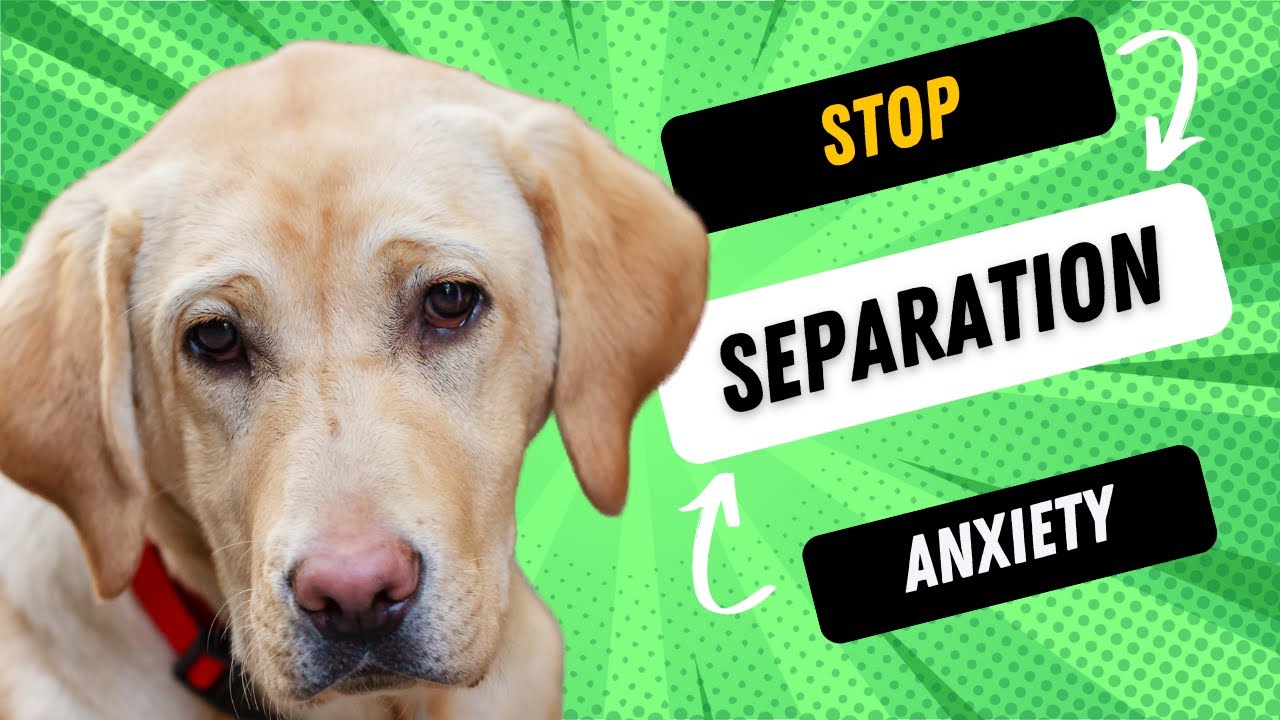How To Stop Labrador Separation Anxiety