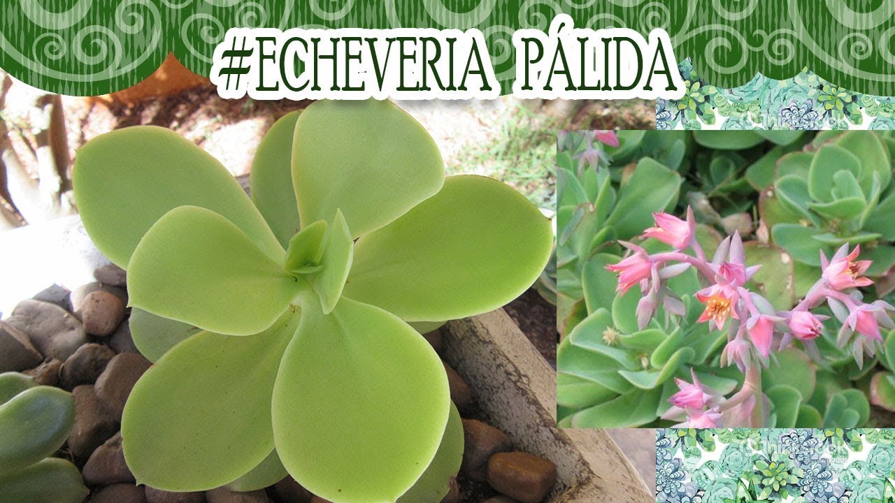 #Suculentadodia! | Echeveria Pálida