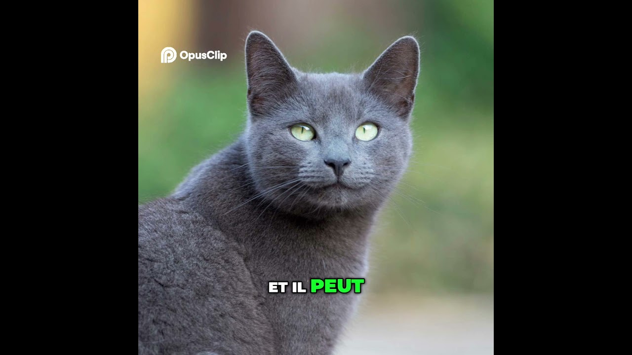 D&eacute;couvrez le Myst&egrave;re du Chat Bleu Russe