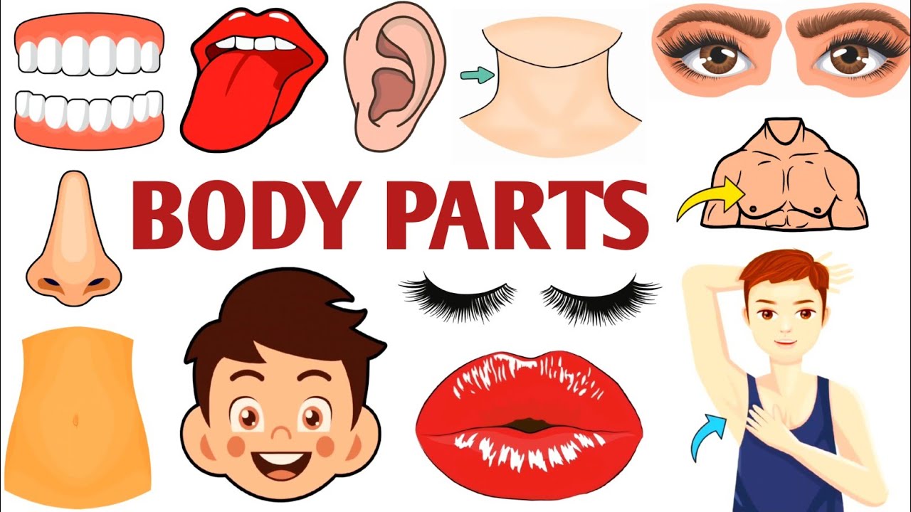 Parts of the Body | Parts of the Body for LKG Kids | Learn Body Parts & Sense Organs | #partsofbody 