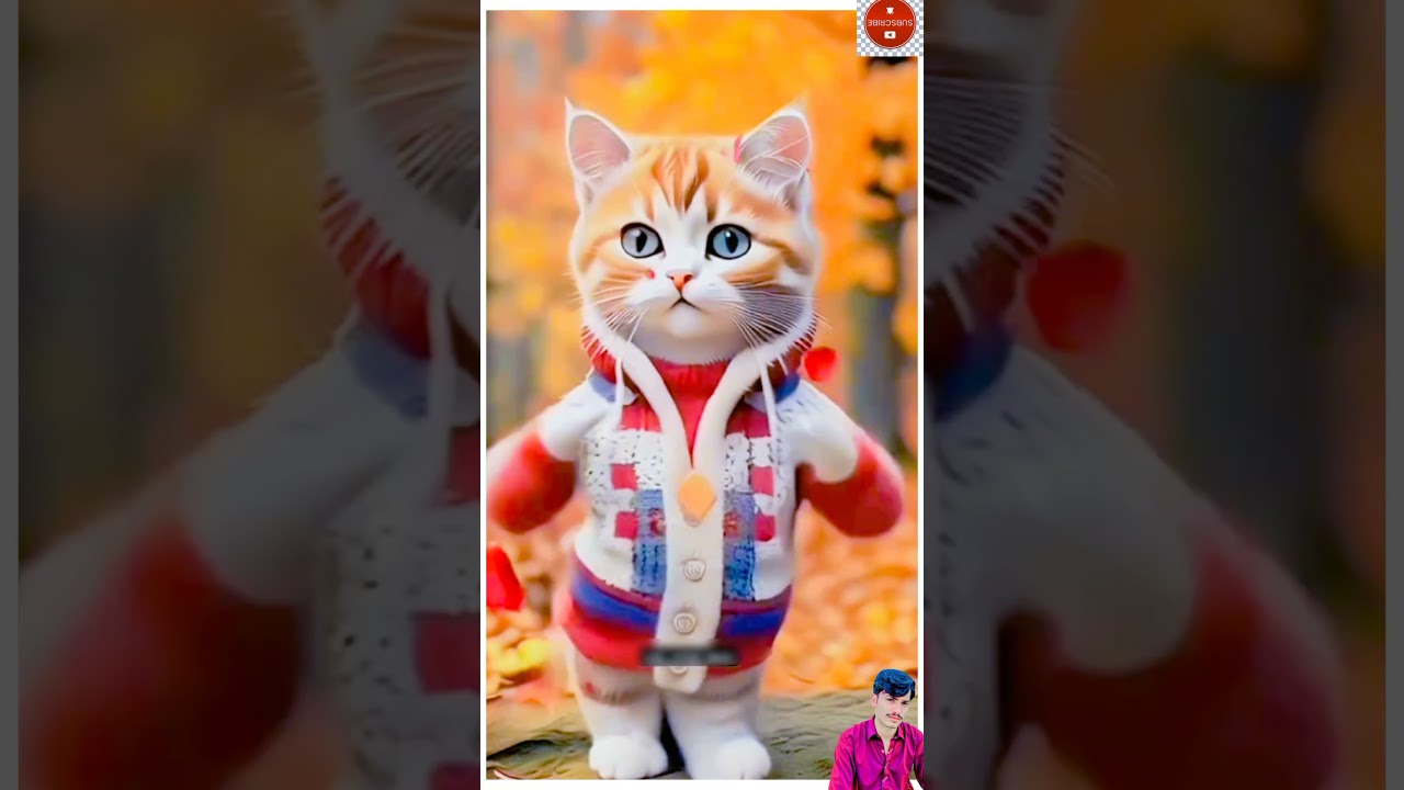 Cute dance cat ka #cat #cuet #catvideo #cuet2024 #cuet23 #cuetworld #catdancing