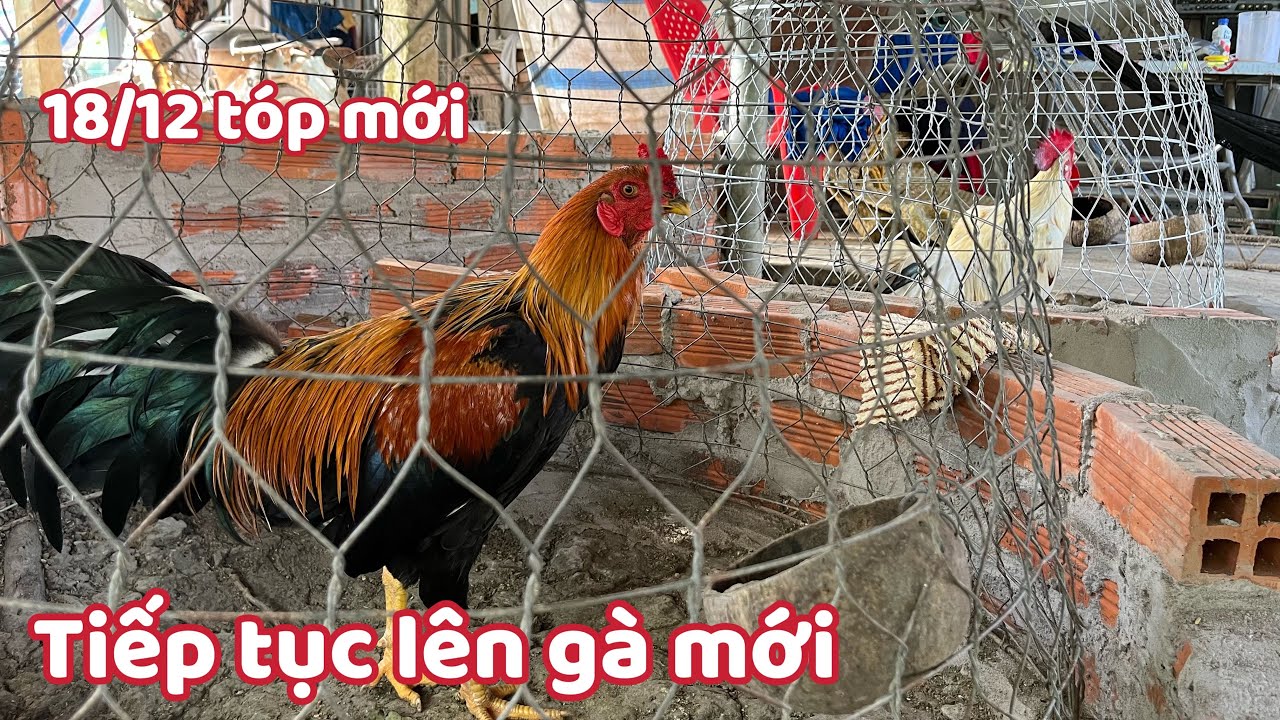 Cuối Năm Liên Tục Lên Gà Mới Cho Ai Cần Nhanh Lẹ 