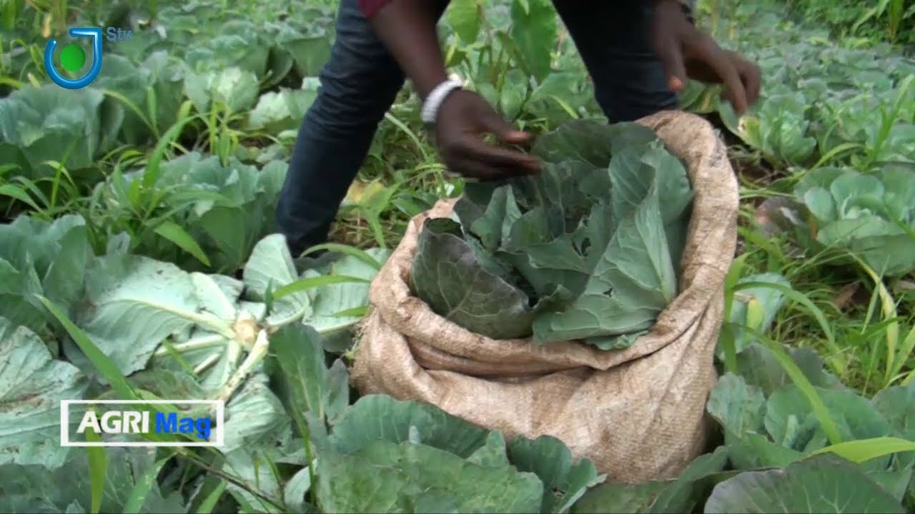 AGRIMAG SUR STV AVEC CLAUDE ELLA: La Culture Du Chou au Cameroun