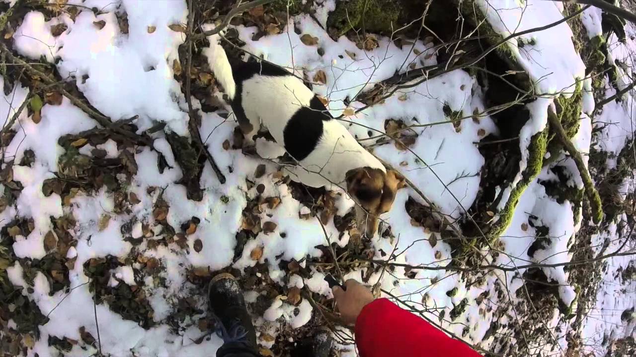 Trüffel ( Tuber uncinatum) in der Schweiz / Jesenji tartuf