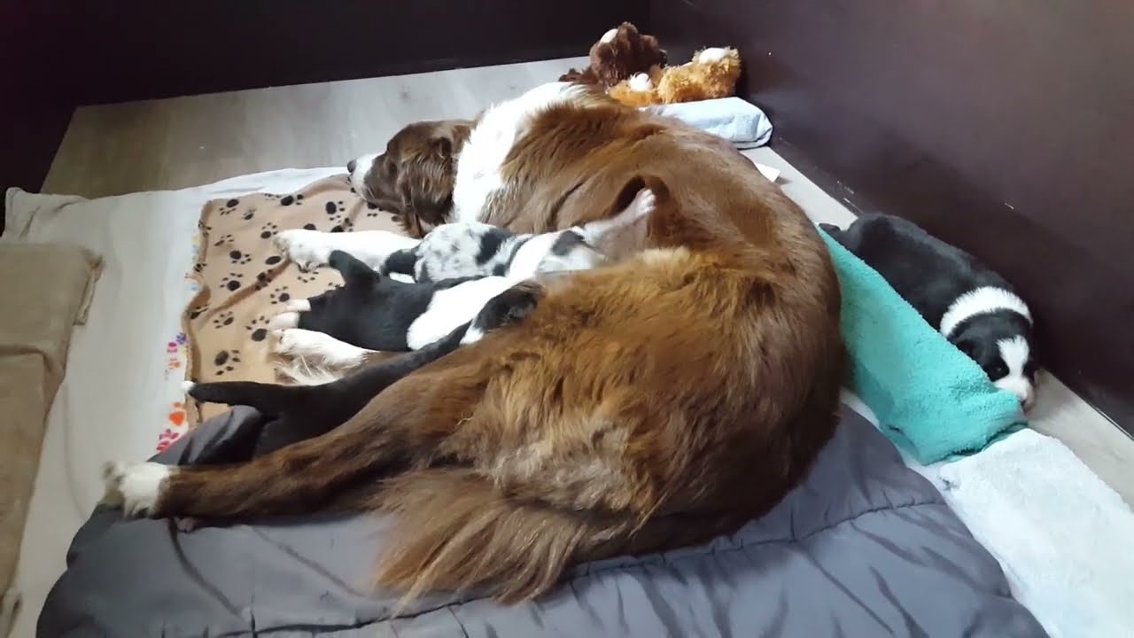 16.08.2020 - Bonnie und ihre Welpen im Alter von 17 Tagen