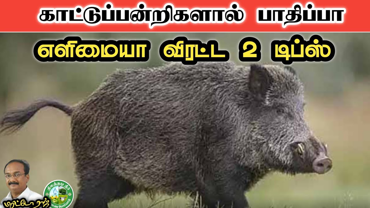 காட்டுப்பன்றிகளை தவிர்க்க எளிமையாக 2 ஆலோசனைகள் #brittoraj #9944450552