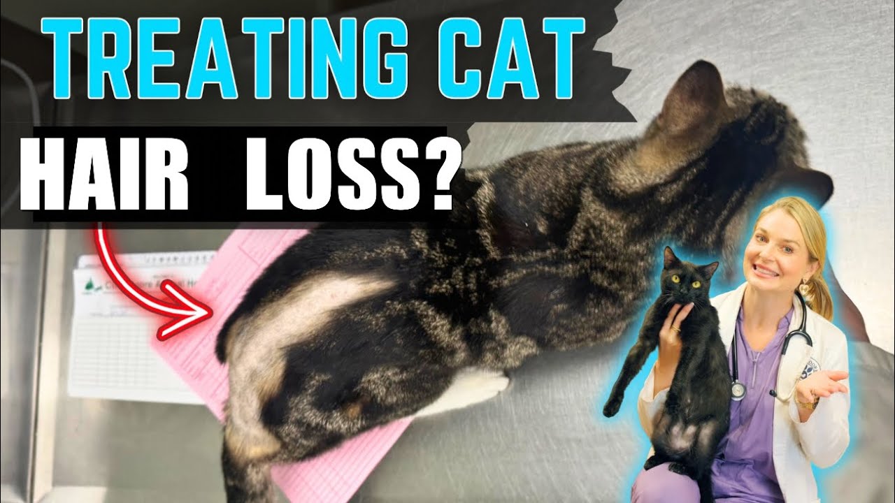 Top 5 Reasons for Cat Hair-Loss! | Vet Easily Explains Treatments too!