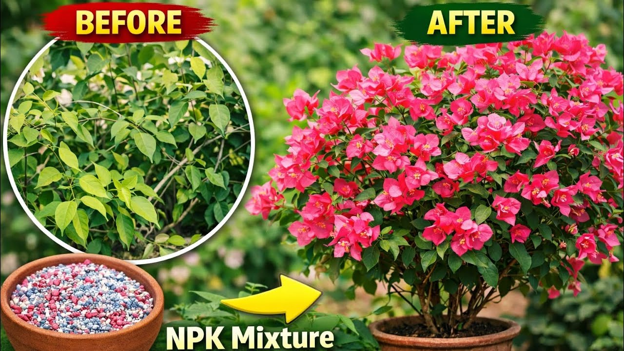 Bougainvillea Full Flowering Tips 🌺 | 100% പൂക്കാൻ ഈ രഹസ്യം മാത്രം മതി | BougainvilleaCare