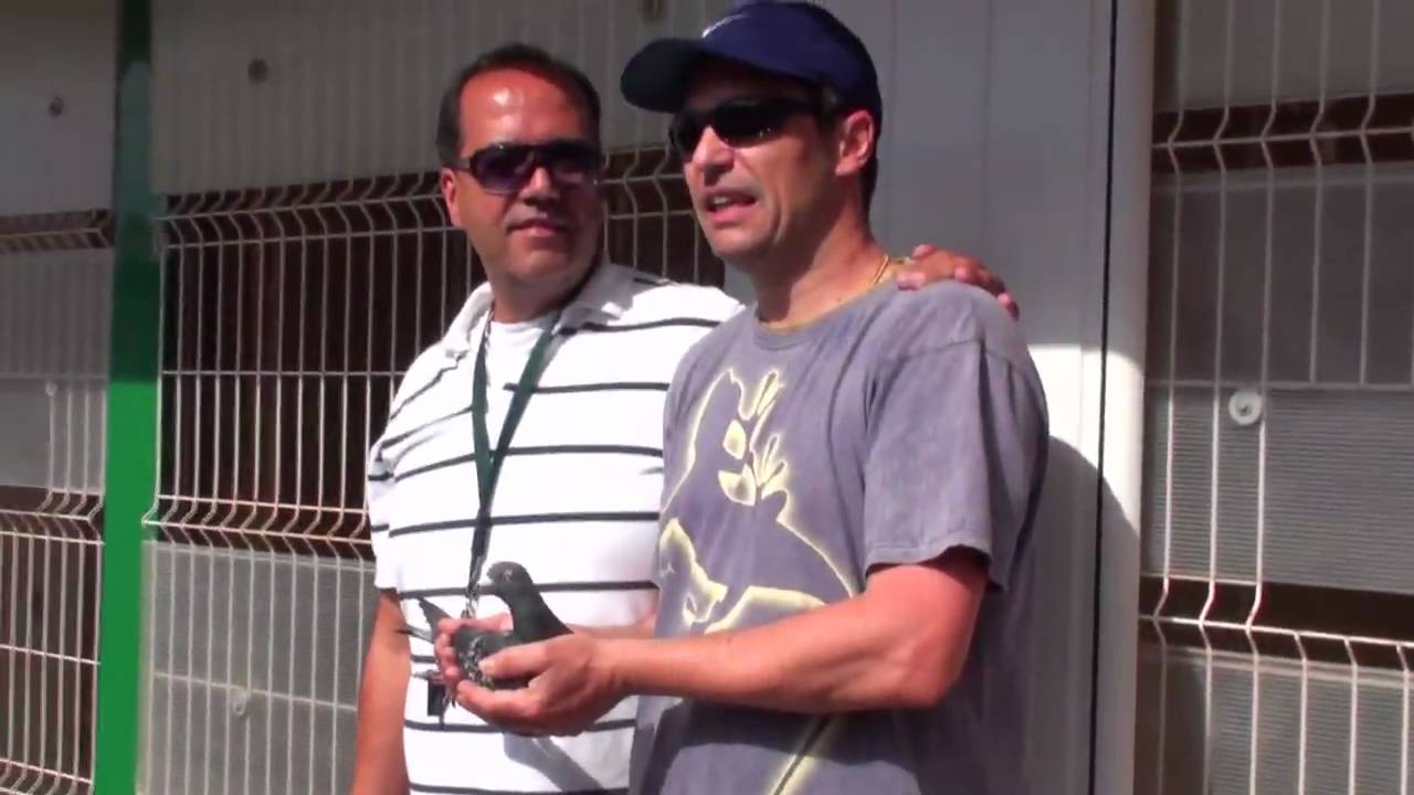 FIRST PIGEON ARRIVED - Arona-TENERIFE Race 2010
