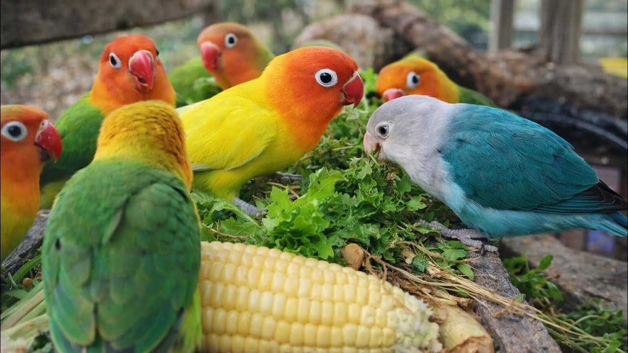 Lovebird Colorful 💚❤️#lovebirds #sunconure #parrotlover #birds #cutelovebird