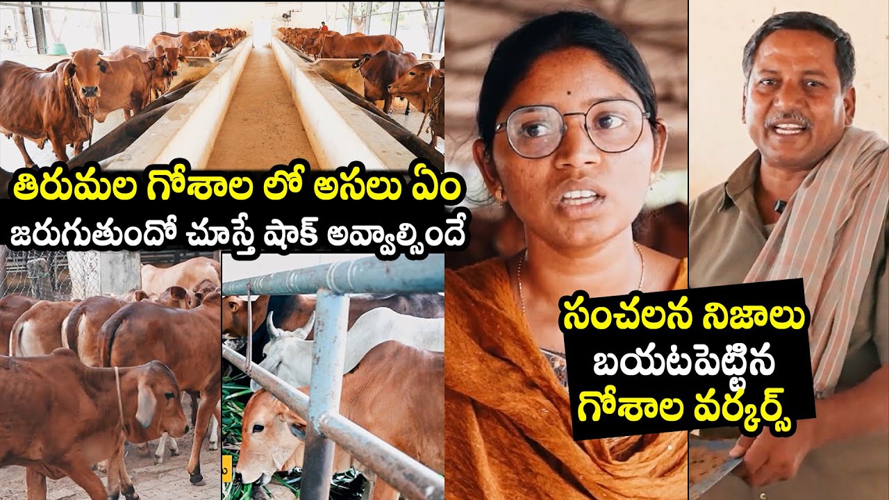 Tirumala Goshala Workers Shocking Comments | TTD Goshala | CM Chandrababu | BTV Daily