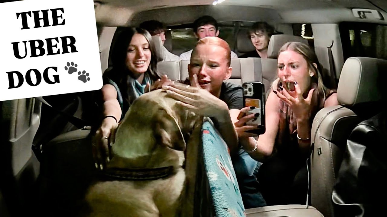 Surprising Uber Passengers With A PUPPY!