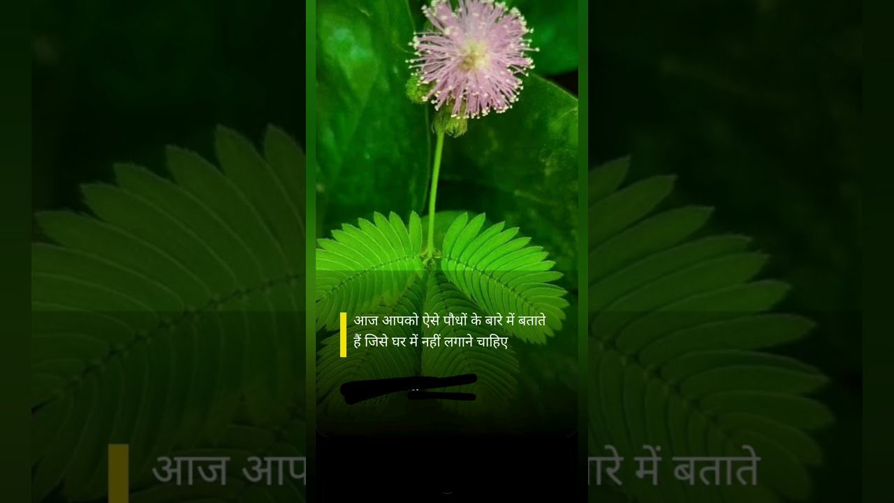 घर मैं तरकी रोक देती हैं ये पौधे