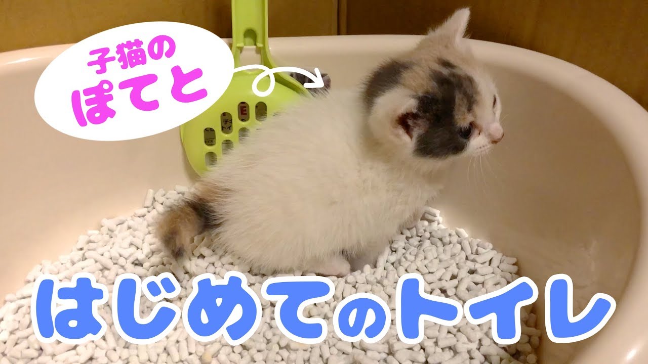 子猫のぽてと・ひとりでトイレできるのか！？