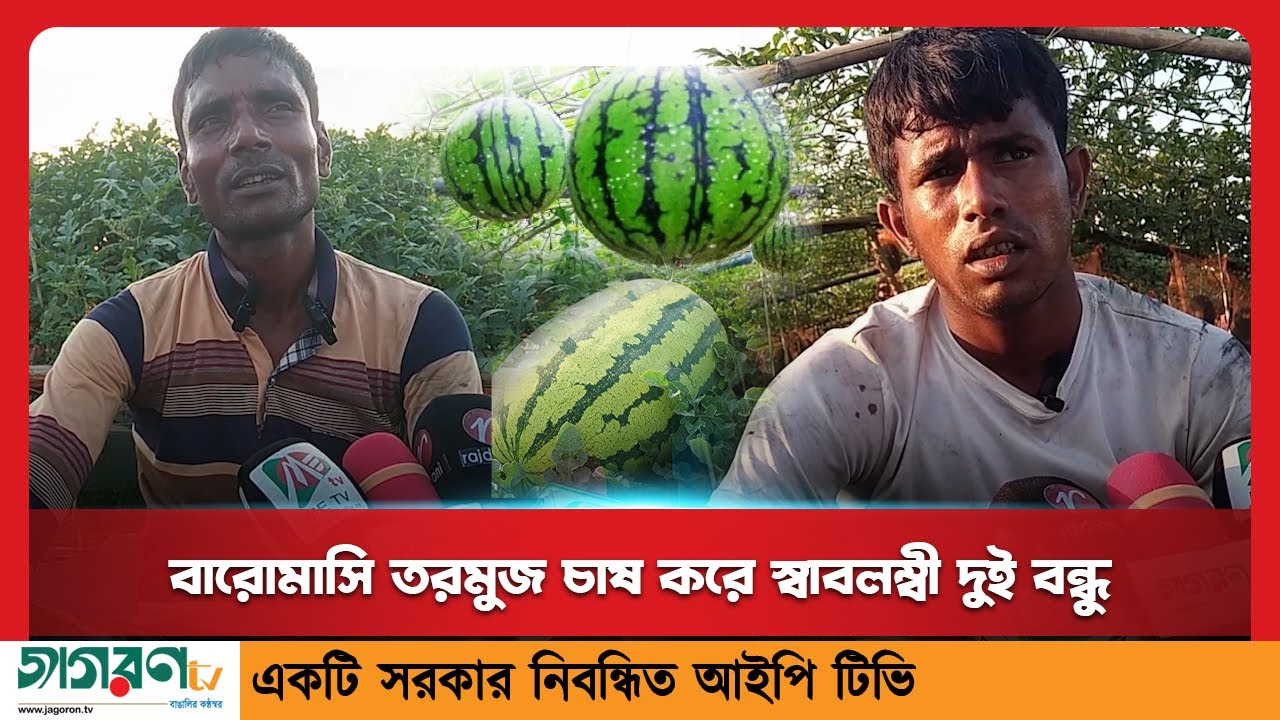 সিরাজগঞ্জে মালচিং পদ্ধতিতে বারোমাসি তরমুজ চাষ করে স্বাবলম্বী দুই বন্ধু