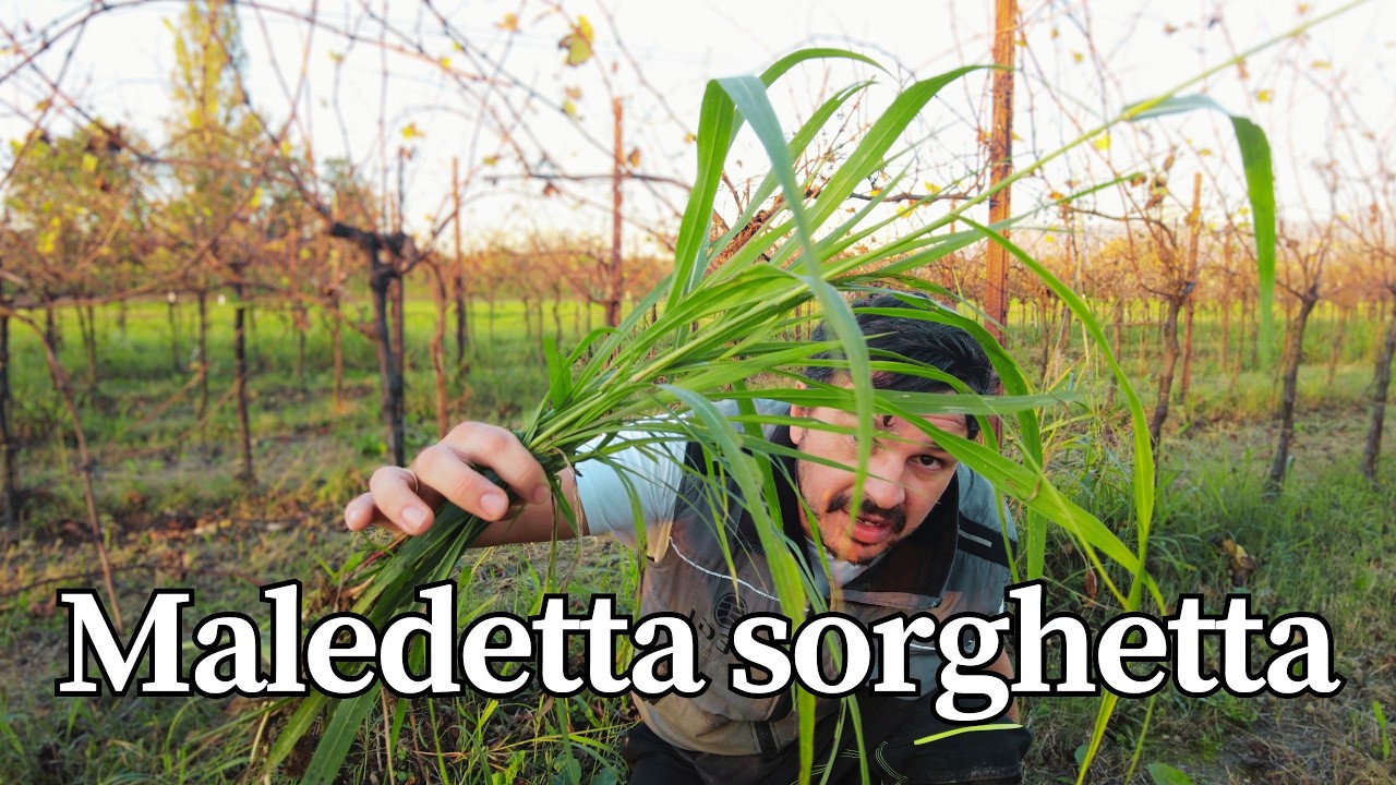 Un problema chiamato sorghetta
