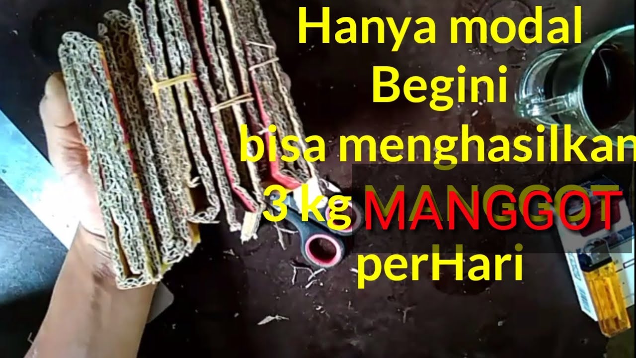 DIY.CARA MUDAH MEMBUAT PANCINGAN BSF BLACK SHOLDER FLY  TENTARA LALAT HITAM DI ALAM SEKITAR RUMAH..