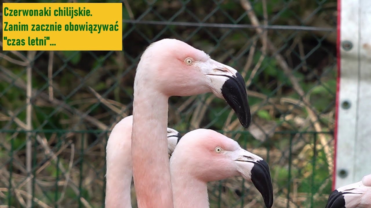 Międzynarodowy Dzień Flaminga