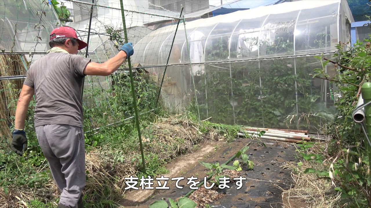 菜園だより190603ニンニク・挿し木・支柱立て