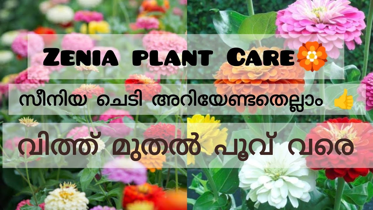 Zenia plant care in Malayalam🏵️സീനിയ ഈസിയായി വിത്ത് മുളപ്പിച്ച് എടുക്കാം|സീനിയ ചെടി പൂക്കൾ നിറയാൻ |
