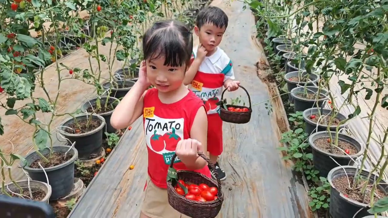 [เที่ยวเขาใหญ่] สองณิมาเก็บมะเขือเทศครั้งแรก!!!🍅 | Sweet&Green Farm Khaoyai #แม่กวางกับสองณิ